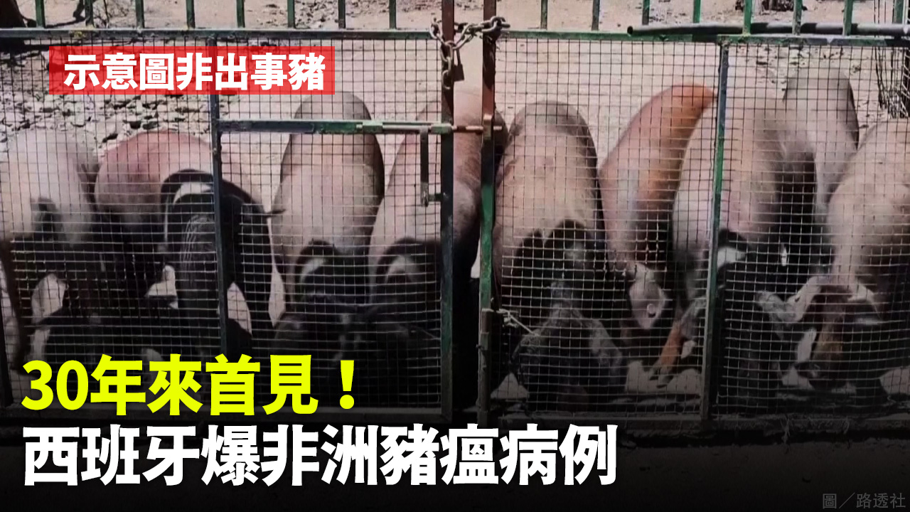 30年來首見！西班牙爆非洲豬瘟病例