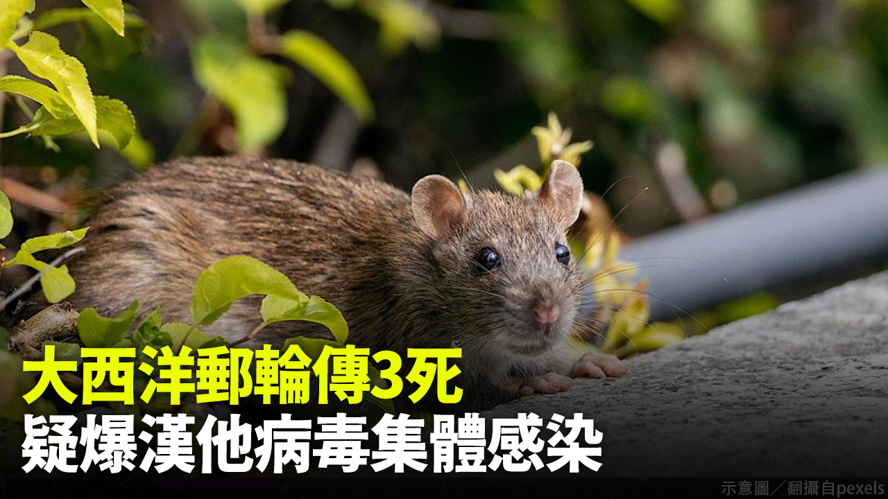 大西洋郵輪傳3死 疑爆漢他病毒集體感染