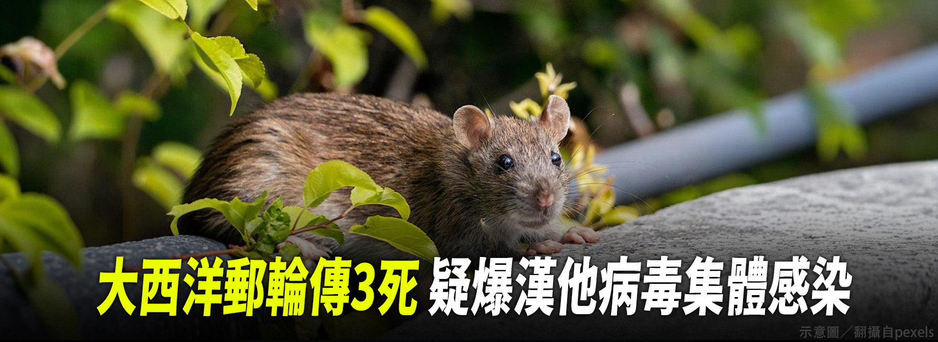 大西洋郵輪傳3死 疑爆漢他病毒集體感染