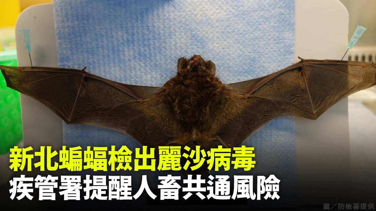 新北蝙蝠檢出麗沙病毒  疾管署提醒人畜共通風險