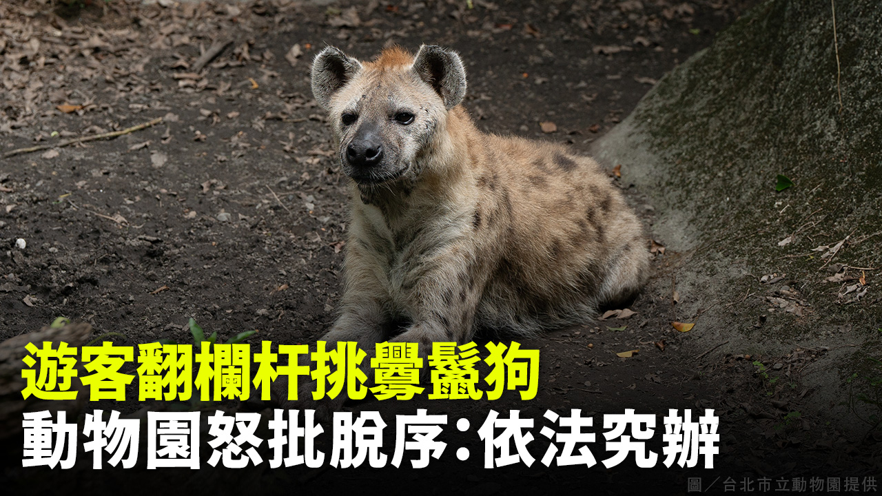 遊客翻欄杆挑釁鬣狗 動物園怒批脫序：依法究辦