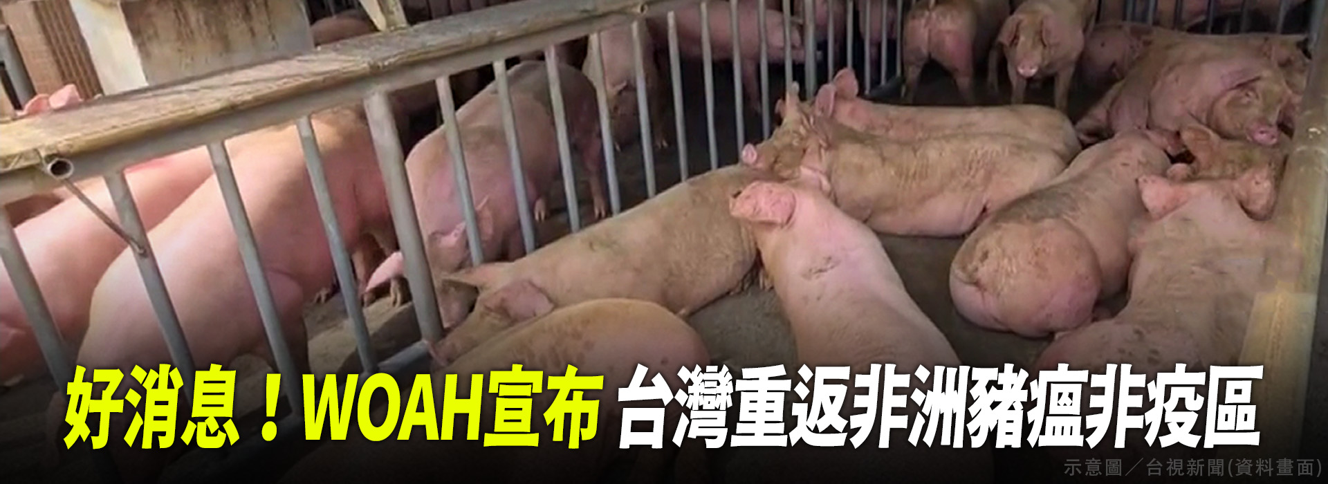 好消息！WOAH宣布 台灣重返非洲豬瘟非疫區