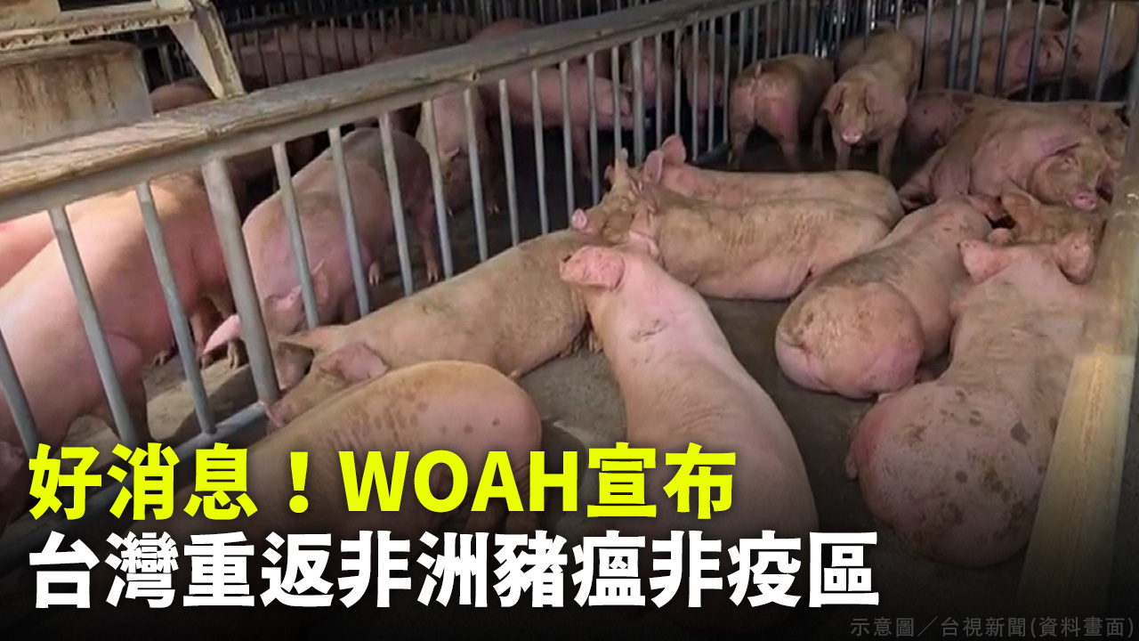 好消息！WOAH宣布 台灣重返非洲豬瘟非疫區