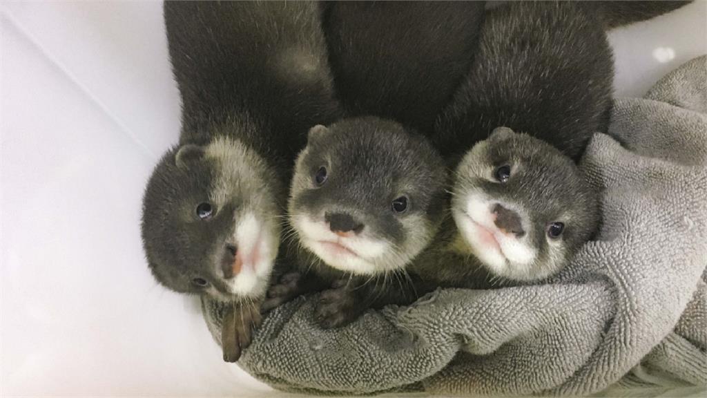 睽違4年！「小爪水獺」迎新生寶寶　北市動物園：爸...