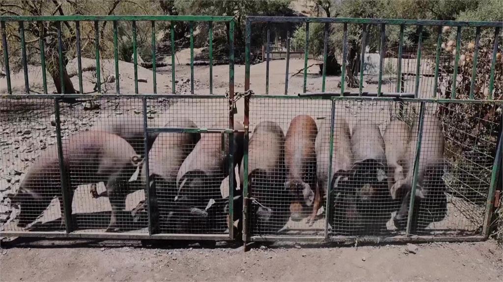 西班牙爆非洲豬瘟 農業部緊急禁止進口：違規最重關7年