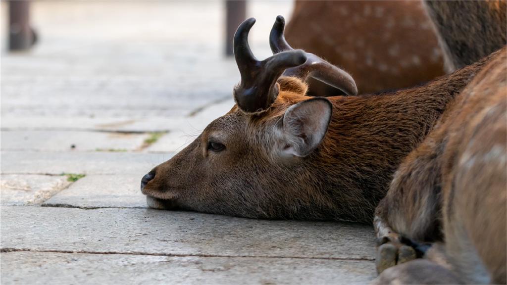 奈良公園的鹿基因自成一格。圖／翻攝自推特