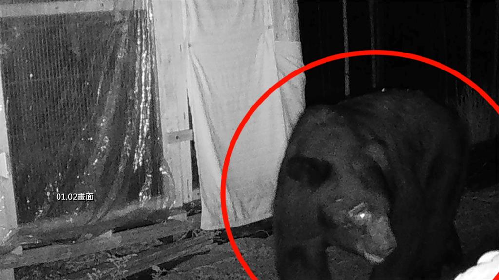 阿里山熊出沒！台灣黑熊連3天闖工寮 翻冰箱覓食畫面曝光