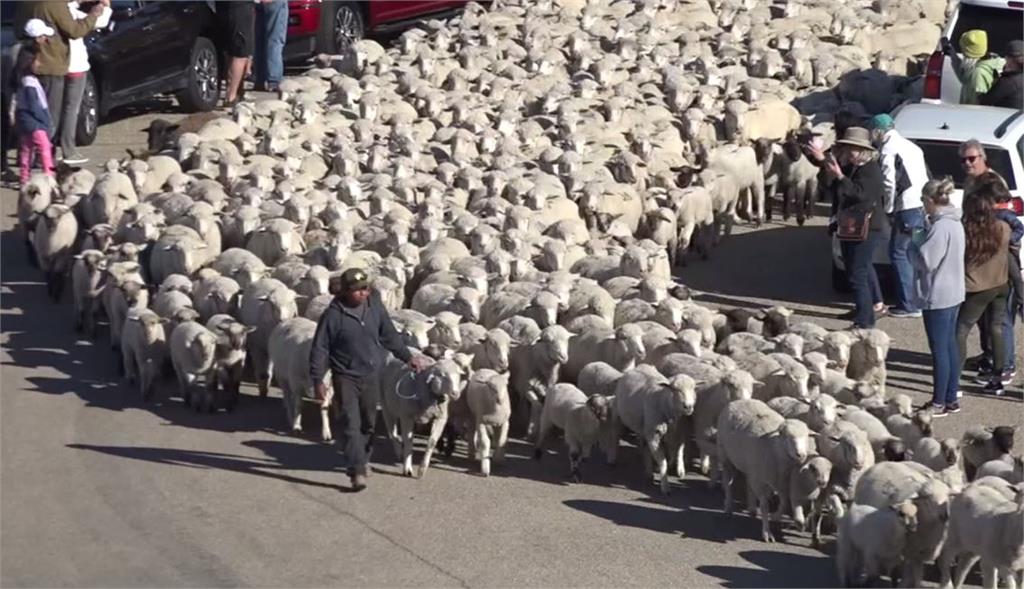 牧場主人帶著大批綿羊遷徙。圖／翻攝自AP direct