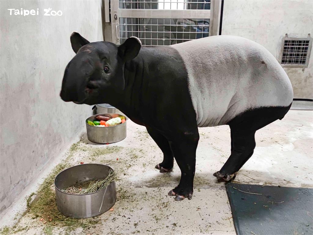 北市動物園將迎來一隻雌性馬來貘「Putri」。圖／翻攝自Facebook @Taipei Zoo 臺北市立動物園