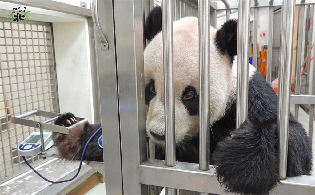 大貓熊「團團」乖乖量血壓。圖／台北市立動物園