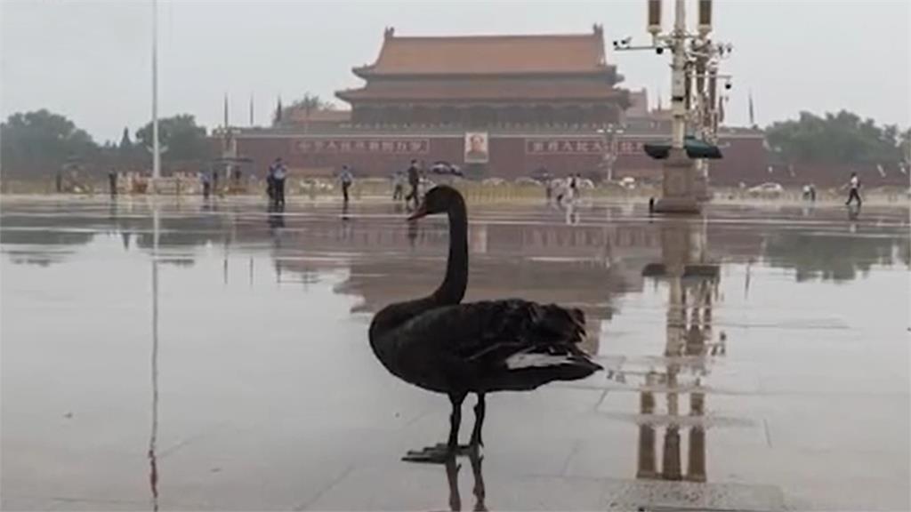 一隻黑天鵝降落北京天安門廣場，引發網路熱議。圖／翻攝自微博
