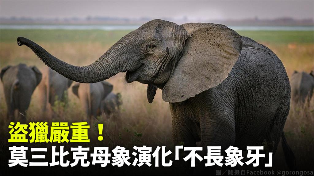 科學家最近在非洲國家「莫三比克」發現有越來越多的母象天生就沒有象牙。圖／翻攝自Facebook @gorongosa