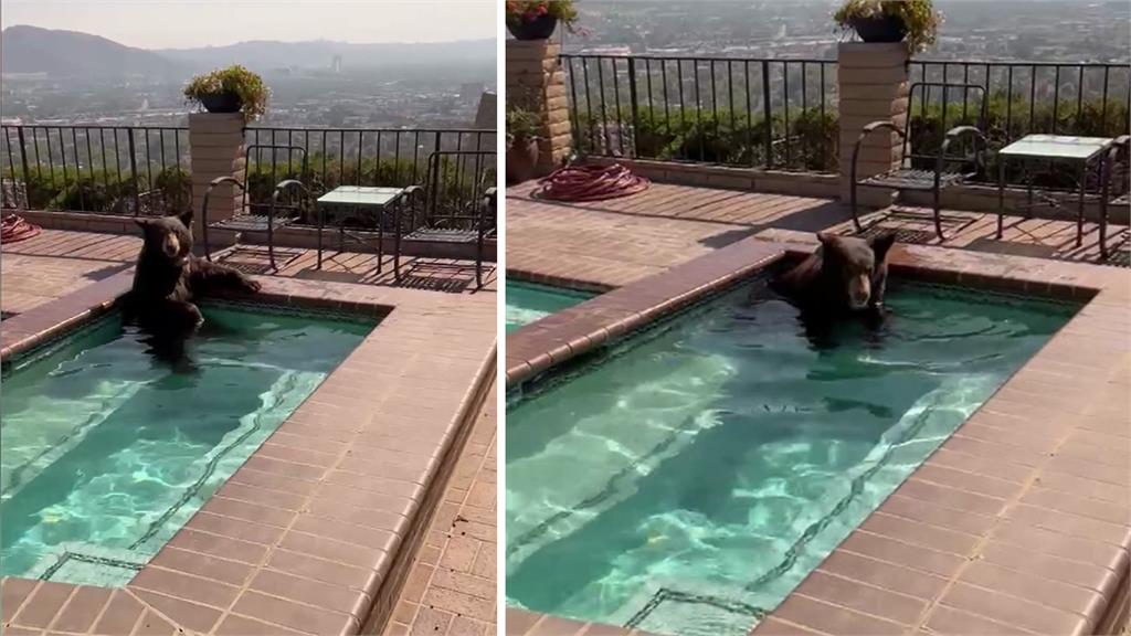 黑熊把整個身體泡進水裡，完全把這裡當成自己家。圖／翻攝自Twitter@BurbankPD