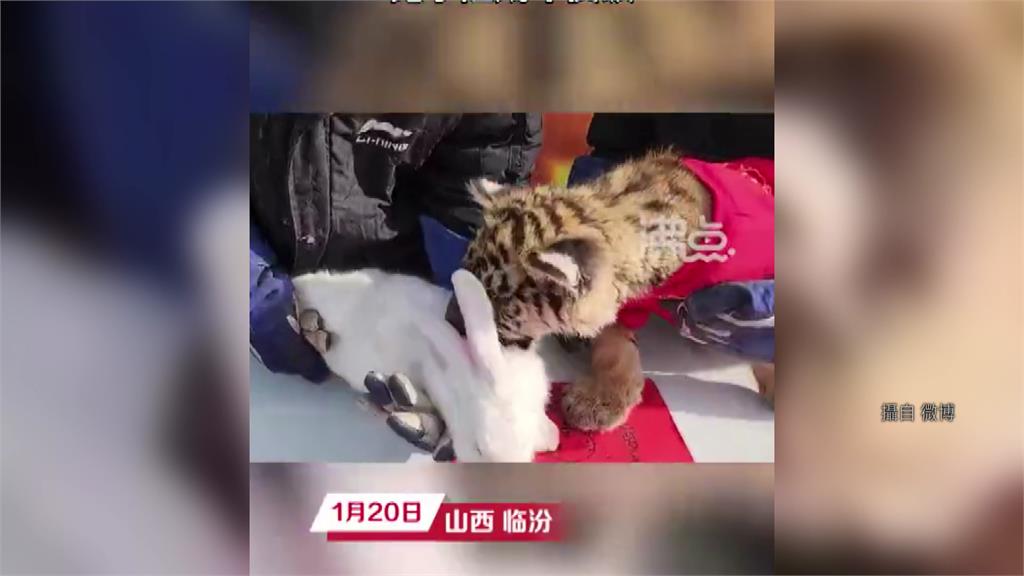 中國動物園舉辦「虎兔交接」，差點釀成悲劇。圖／網路