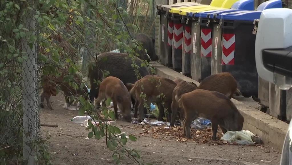 義大利羅馬大舉遭野豬入侵，導致民眾被野豬攻擊的意外頻傳。圖／翻攝自AP Direct