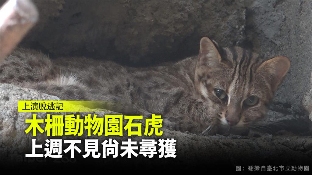 台北市立動物園傳出有石虎脫逃。圖：翻攝自台北市立動物園