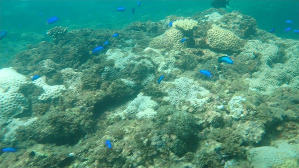 台灣東北角海岸的珊瑚出現大面積白化。圖：台視新聞