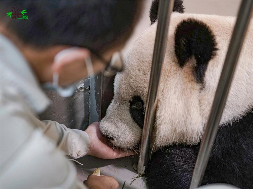 大貓熊團團上週六再度赴台大接受MRI檢查。圖／翻攝自Facebook@TaipeiZoo