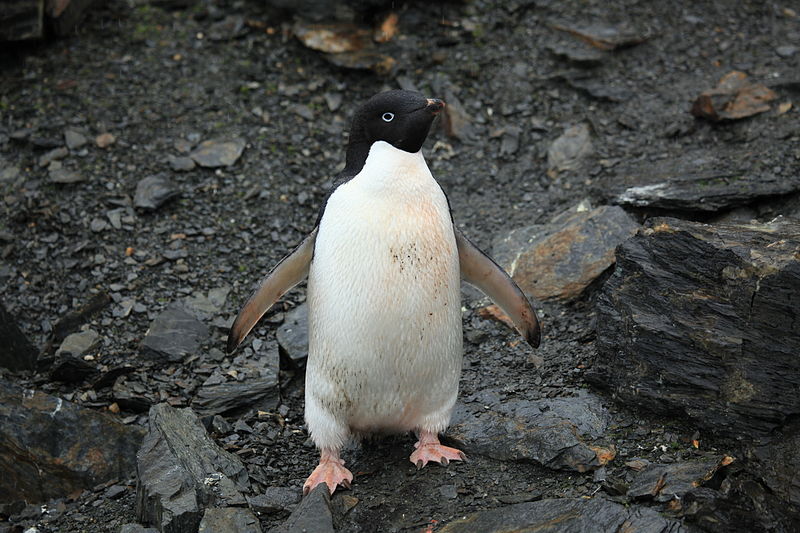 阿德利企鵝生活在南極洲。示意圖／翻攝自Wikimedia Commons