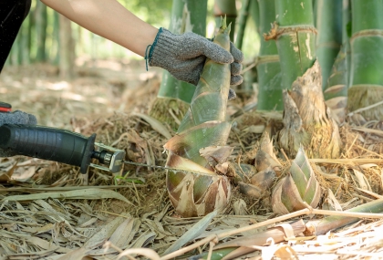 竹筍苦澀怎麼辦？日專教「1招」輕鬆搞定 關鍵竟是這蔬菜