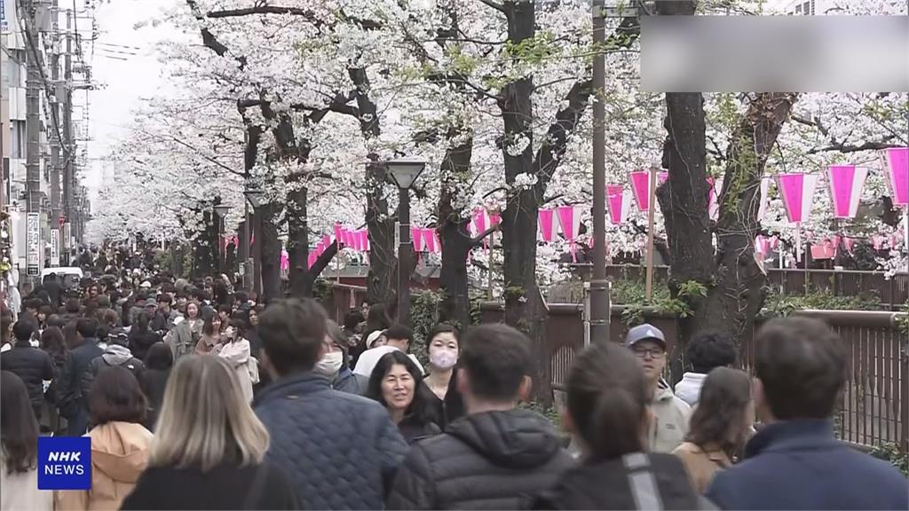 日本櫻花終於開花，各地賞櫻活動吸引大量人潮。圖／畫面攝自NHK