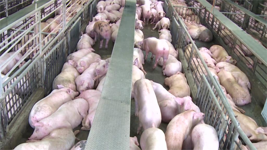 國內毛豬平均批發價12日突破每公斤100元。圖／台視新聞