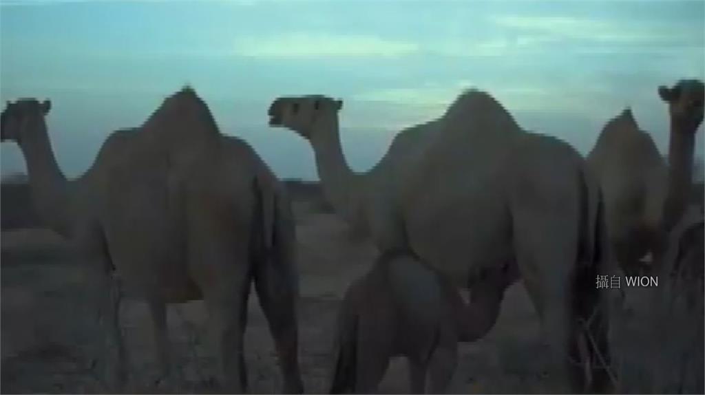 澳洲日前展開撲殺駱駝行動。圖：翻攝自WION。