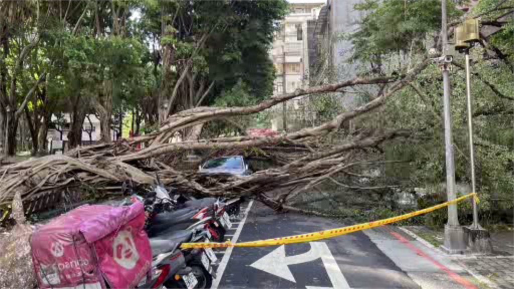 「新龍公園」凌晨時2棵路樹突然倒塌。圖／台視新聞