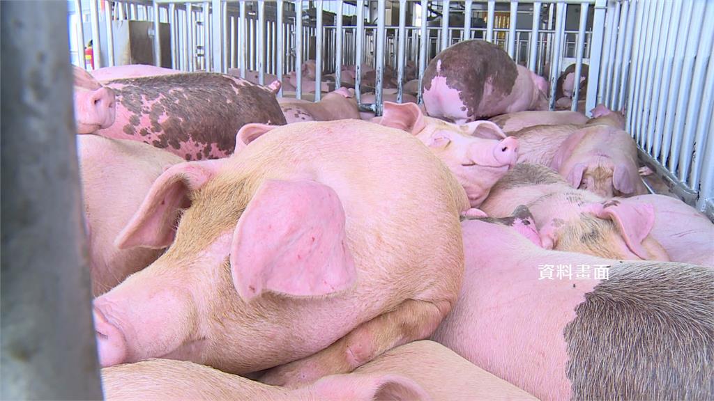 禁止廚餘養豬「處理費」估漲數十倍 業者憂：成本恐轉嫁給消費者