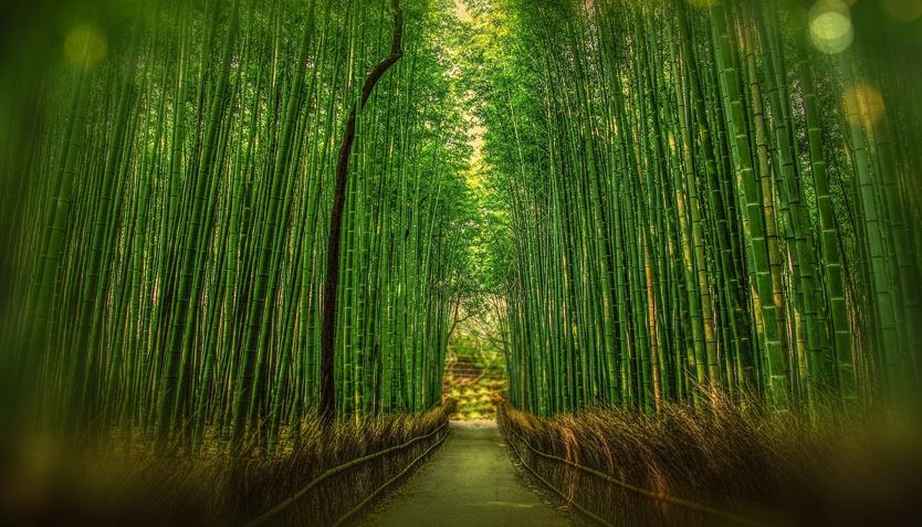 京都市在竹林小徑設置「智慧垃圾桶」。示意圖／翻攝自Pixabay