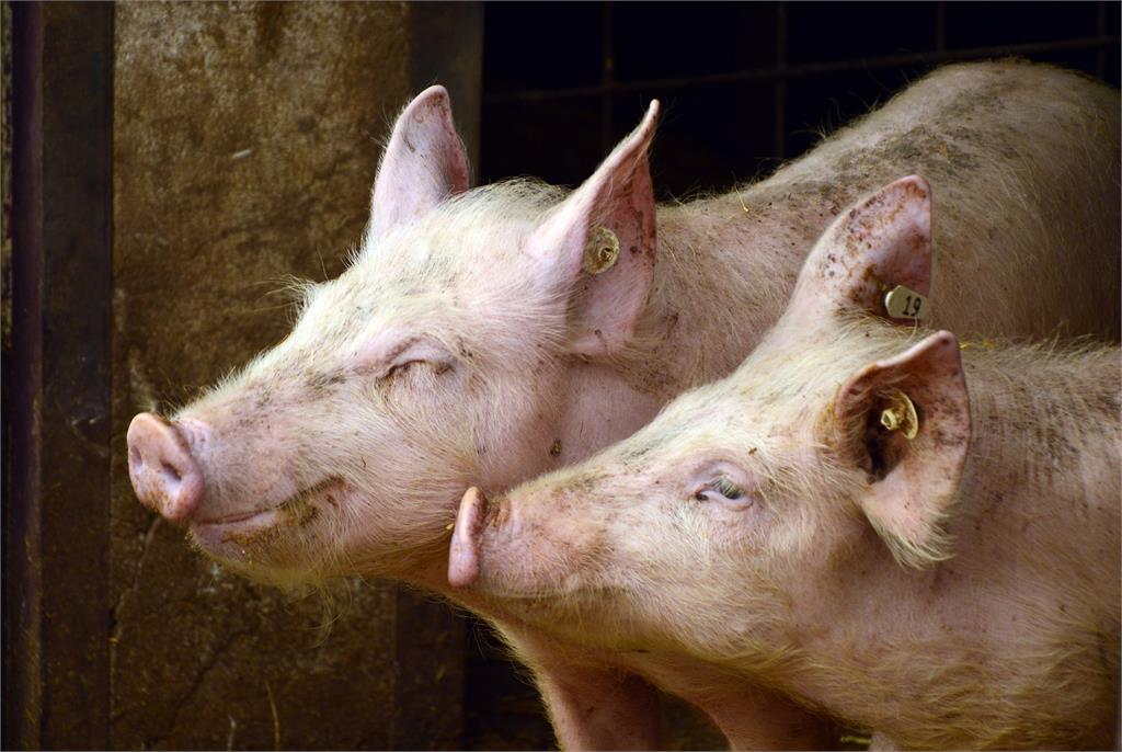 史基浦機場找來20隻豬幫忙吃光剩餘菜渣。圖／翻攝自免費圖庫PIXABAY