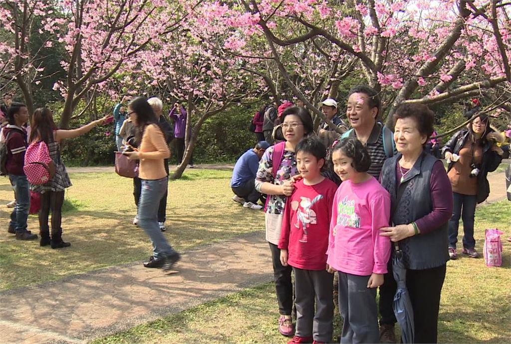 人流管控！賞夜櫻、陽明山花季活動取消