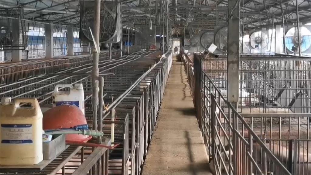 嘉義縣一間畜牧場因光電設備故障，導致上百頭豬隻被電死。圖／台視新聞