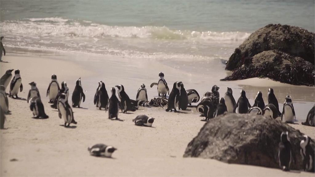 南非開普敦博德爾保護區已有25隻企鵝因感染禽流感死亡。圖／路透社、美聯社