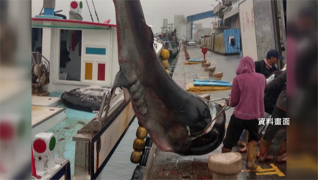 花蓮漁民意外捕獲稀有的巨口鯊。圖／台視新聞（資料照）
