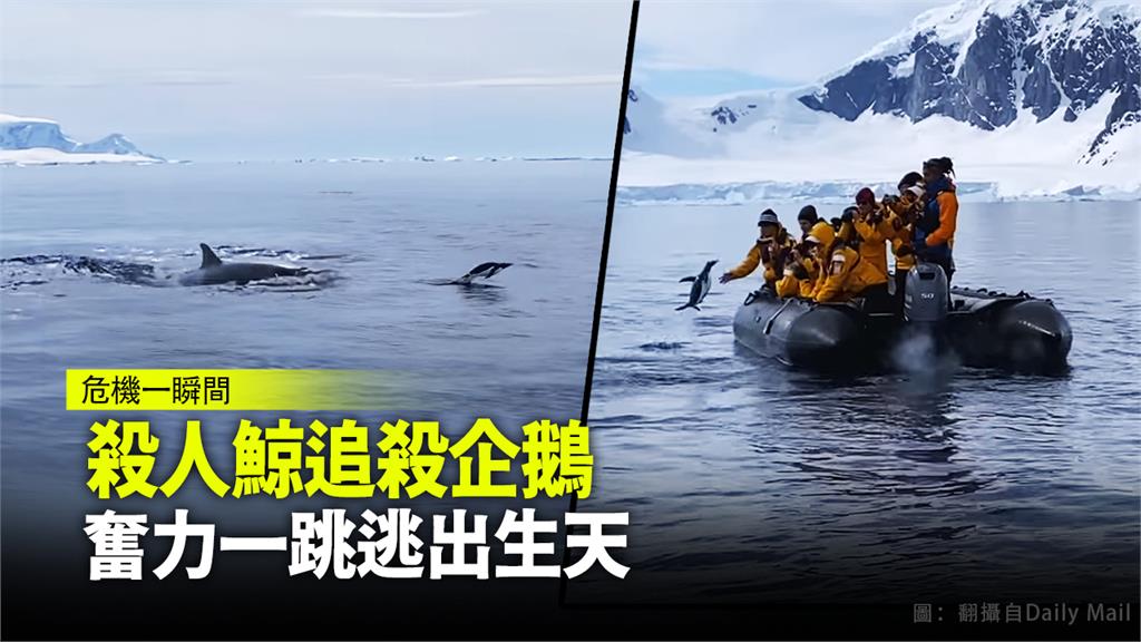遊客目擊南極企鵝從虎鯨群追殺下逃生的驚險場景。圖：翻攝自Daily Mail