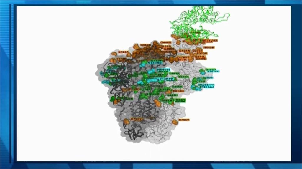 研究發現，Omicron其中一處突變複製一般感冒病毒的基因序列。圖／翻攝自AP Direct