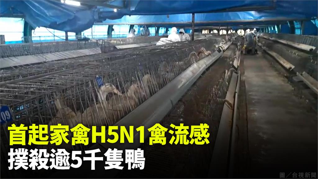 宜蘭種鴨場爆發全台首起家禽動物染上新型H5N1禽流感的病例。圖／台視新聞