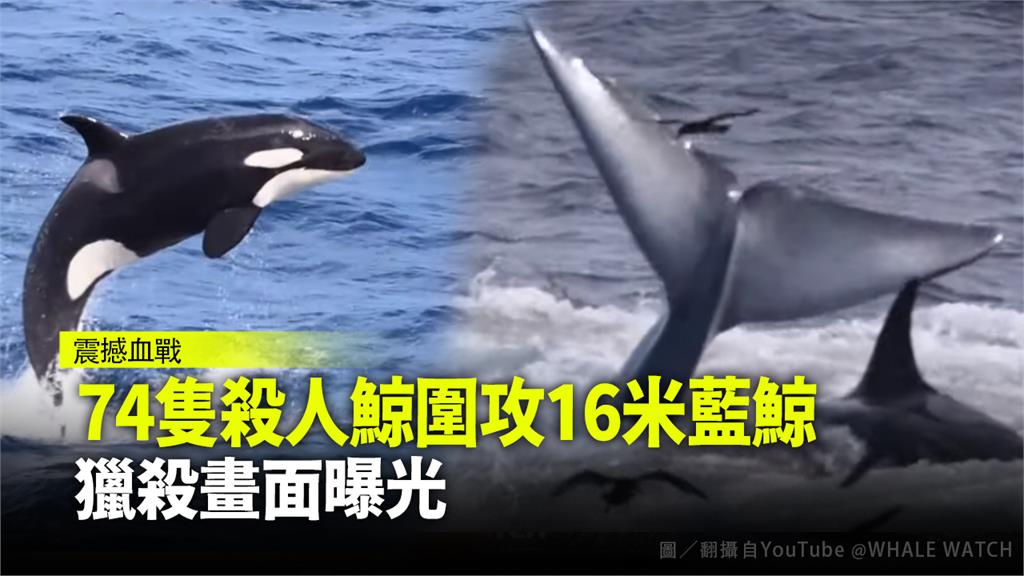 多達74隻殺人鯨群起圍攻一頭藍鯨，驚心動魄的過程全被遊客目擊。圖／翻攝自YouTube@Whale Watch