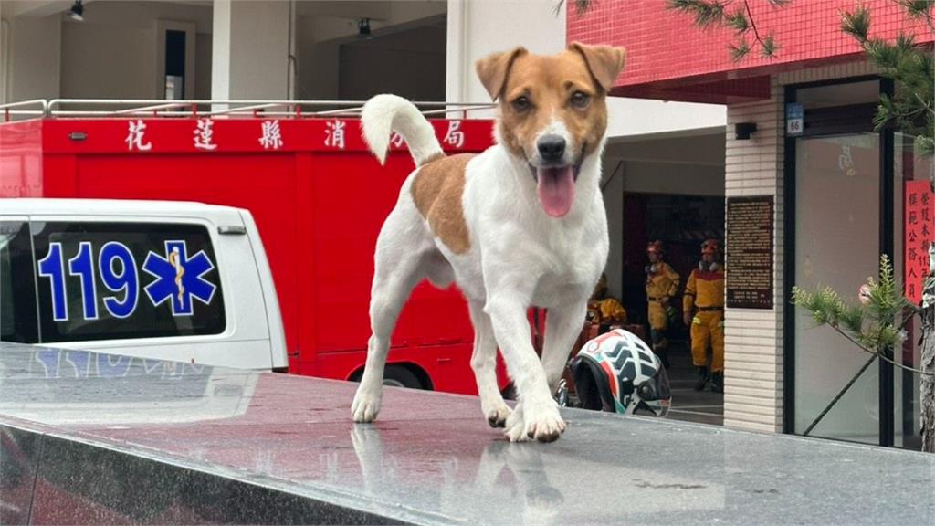 花蓮搜救犬Wilson訓練中墜樓身亡。圖／翻攝自FB@花蓮搜救犬隊～ｗｈｆ犬客