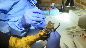 寮國蝙蝠測出冠狀病毒　和新冠病毒相似度破95%