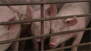 英國發現首宗人感染「H1N2豬流感」病毒 感染源...