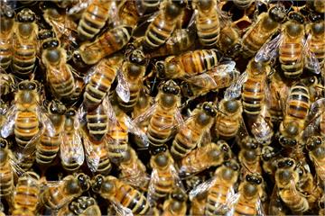 對抗大黃蜂屠殺！蜜蜂受威脅會「放聲尖叫」