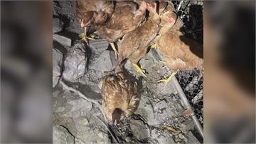 台灣黑熊入侵花蓮雞舍　7隻雞全吃下肚