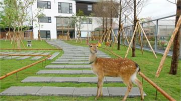 「張美阿嬤」農場鬧分家？阿嬤親上火線回應：兩邊都可用