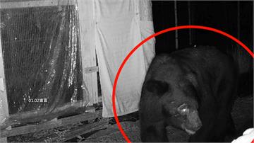阿里山熊出沒！台灣黑熊連3天闖工寮 翻冰箱覓食畫...