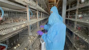 彰化福興鄉鵪鶉場染H5N1禽流感 動防所撲殺10...