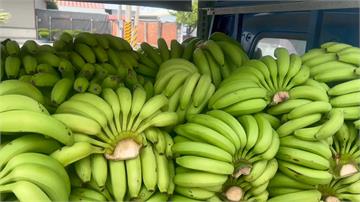 香蕉價崩！每公斤僅5元 遠低成本蕉農心淌血