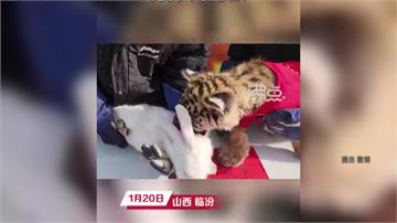 中國動物園迎新年辦「虎兔交接」 小白兔險成小萌虎...