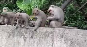 驚險！雲林觸口段「猴出沒」 遊客餵食引撻伐